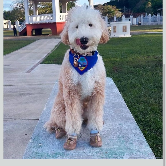 QUMY Dog Shoes Boots & Paw Protectors Size 3 598-lb - Picture 6 of 6